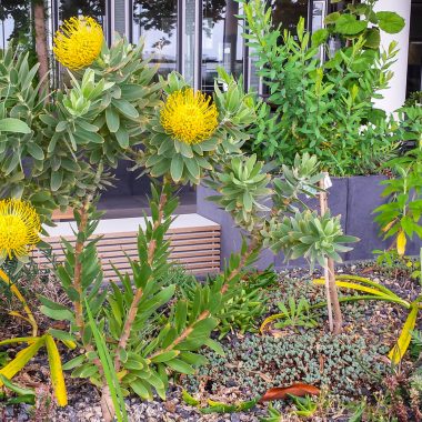 Bürokomplex mit Himmelsgärten